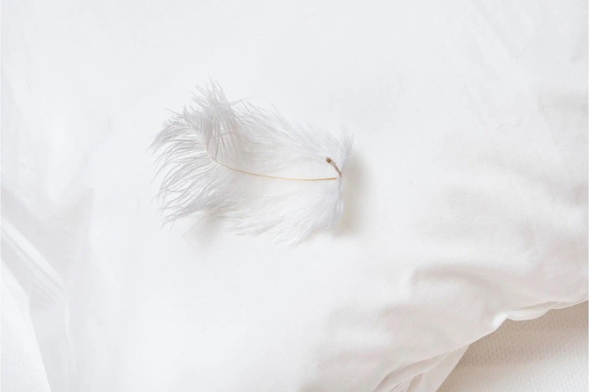 Square Feather & Down Filled Pillow Inserts 